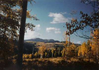 Aspen Meadow