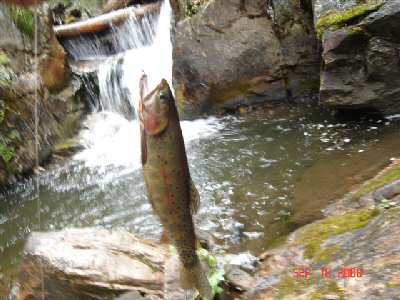 Trout for dinner.